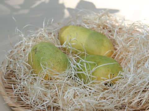Mangifera indica