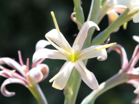 Manfreda maculosa