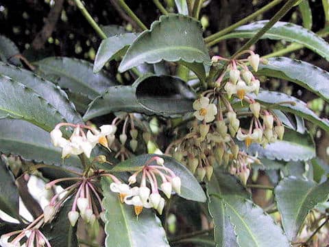 Ardisia crenata