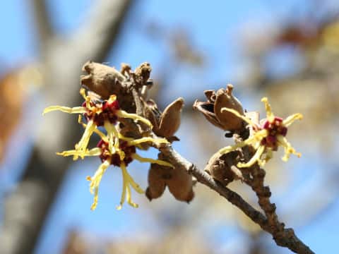 Hamamelis japonica
