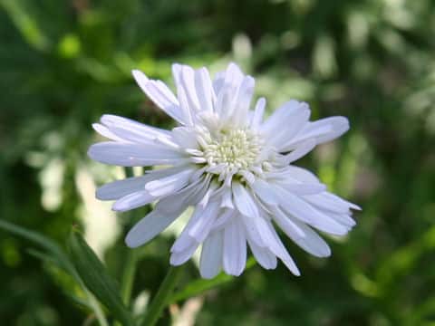 Chrysanthemum frutescens cv. Little Rex