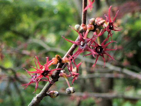 Disanthus cercidifolius