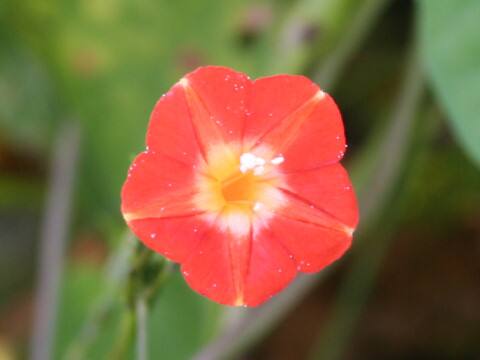 Quamoclit coccinea