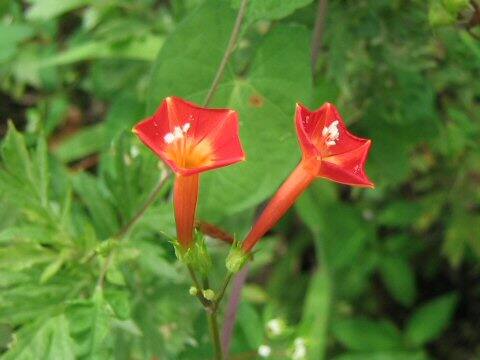 Quamoclit coccinea