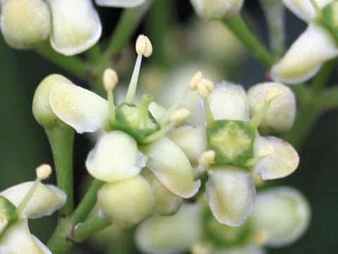 Euonymus japonicus