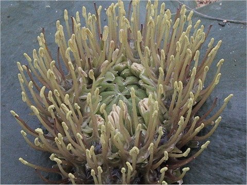 Massonia depressa