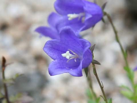 Adenophora tashiroi