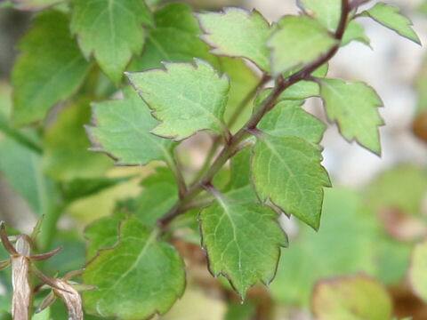 Adenophora tashiroi