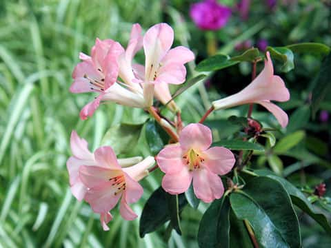 Rhododendron vireya cv. Pink Delight