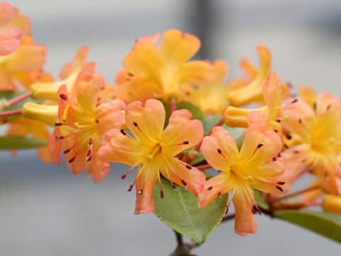 Rhododendron vireya cv. Tropical Summer