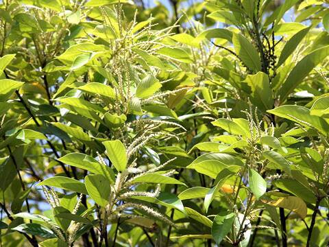 Lithocarpus edulis