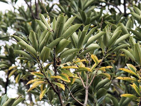 Lithocarpus edulis