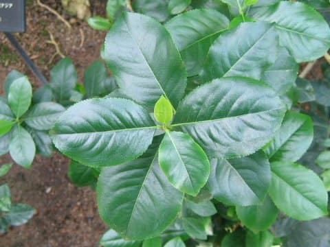 Ilex paraguayensis