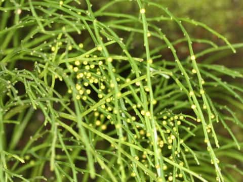 Psilotum nudum