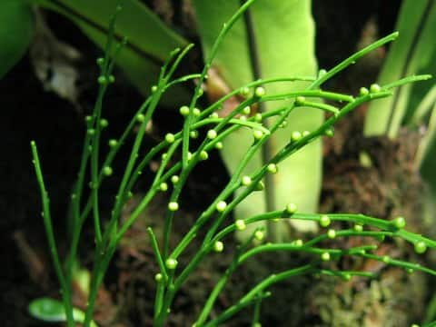 Psilotum nudum