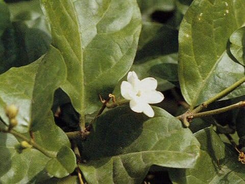 Jasminum sambac