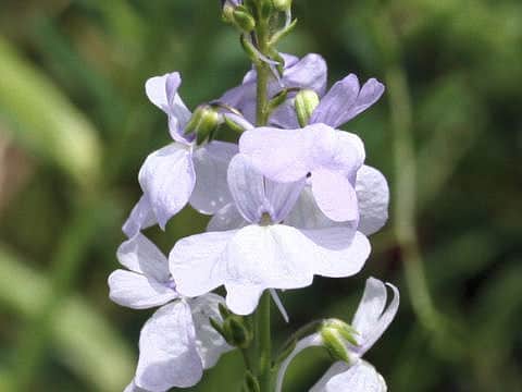 Linaria canadensis