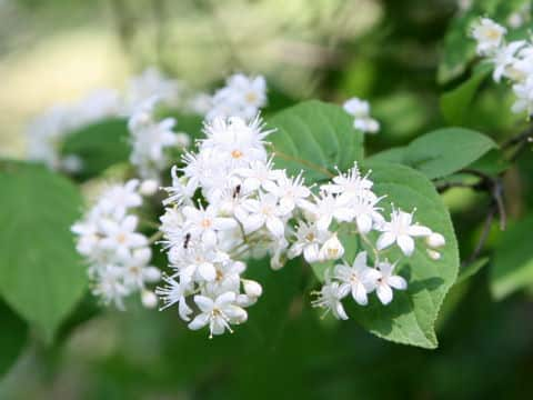 Deutzia scabra