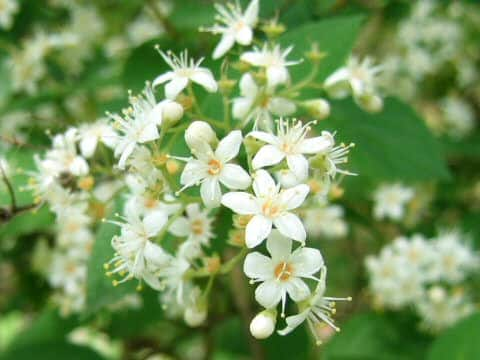 Deutzia scabra