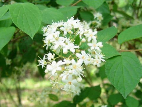 Deutzia scabra