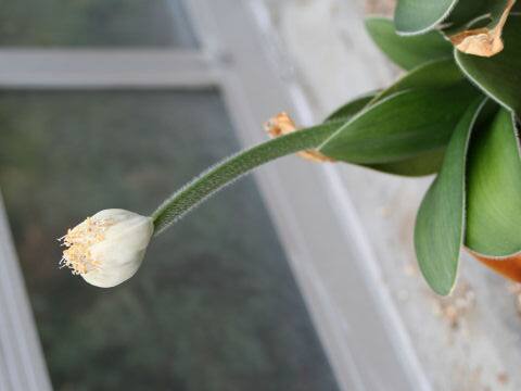 Haemanthus albiflos