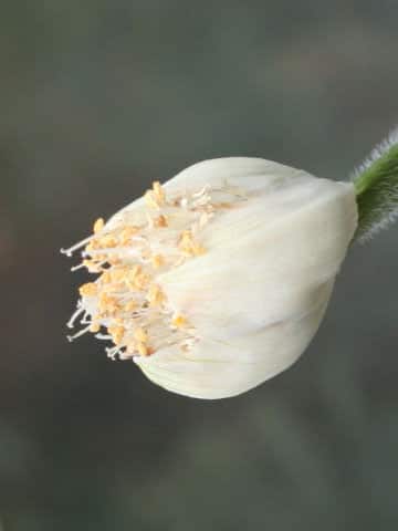 Haemanthus albiflos