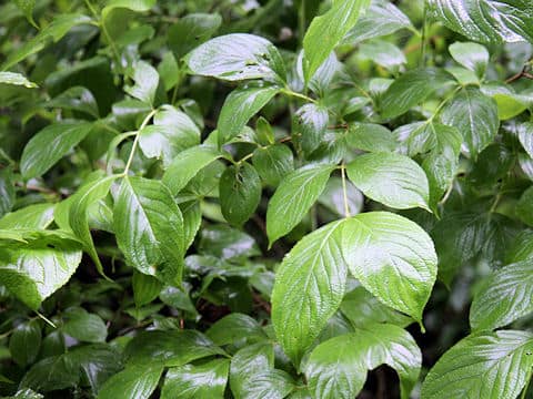 Euonymus sieboldianus