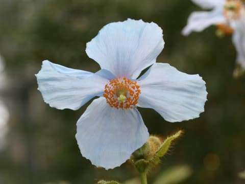 Meconopsis betonicifolia