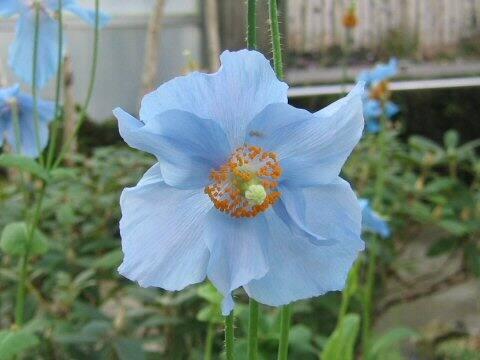 Meconopsis betonicifolia