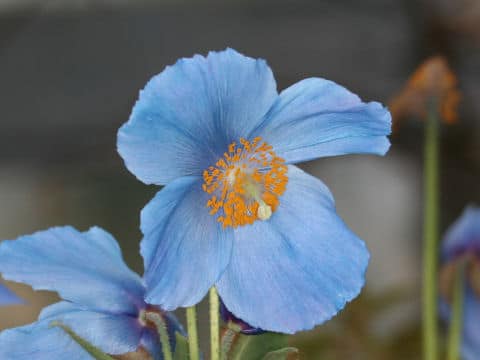 Meconopsis grandis