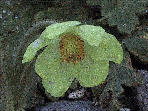 Meconopsis integrifolia