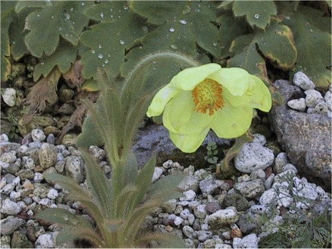 Meconopsis integrifolia