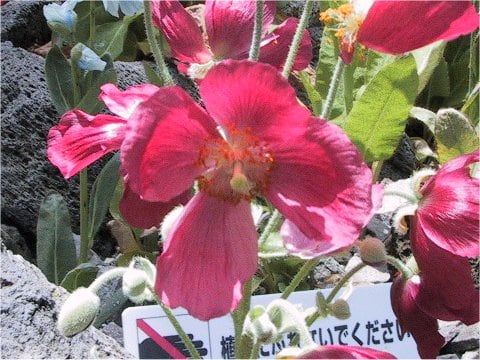 Meconopsis napaulensis