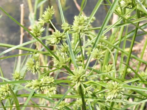 Cyperus eragrostis