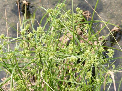Cyperus eragrostis