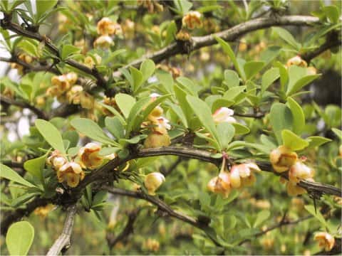 Berberis thunbergii