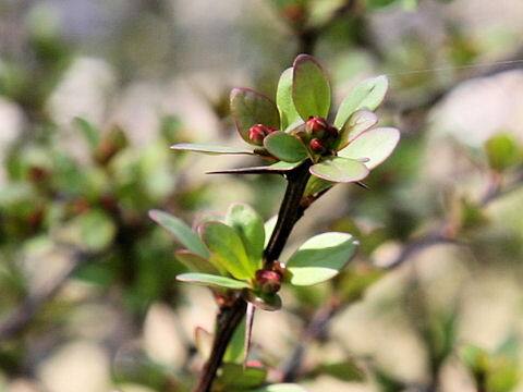Berberis thunbergii