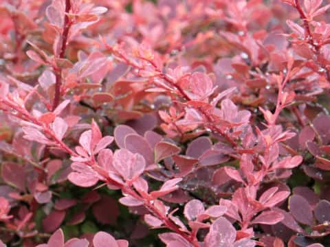 Berberis thunbergii cv. Atropurpurea