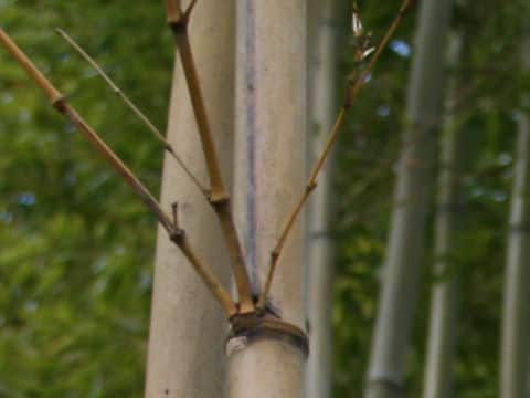Phyllostachys nigra cv. Megurochiku