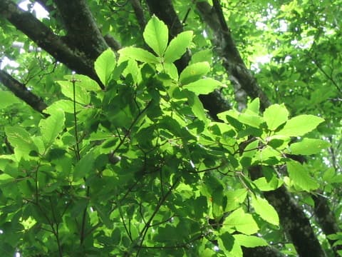 Acer maximowiczianum
