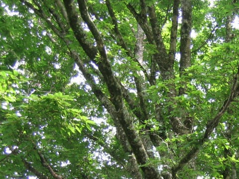 Acer maximowiczianum