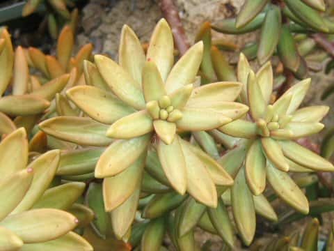 Sedum nussbaumerianum
