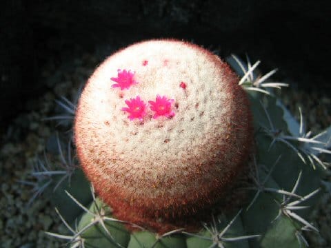 Melocactus glaucescens