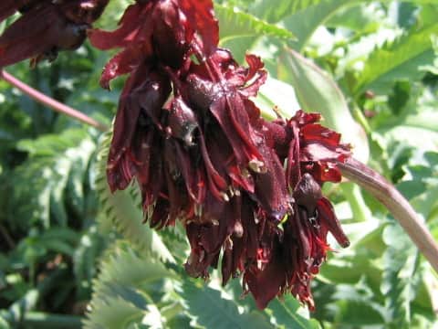 Melianthus major
