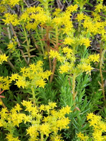 Sedum mexicanum