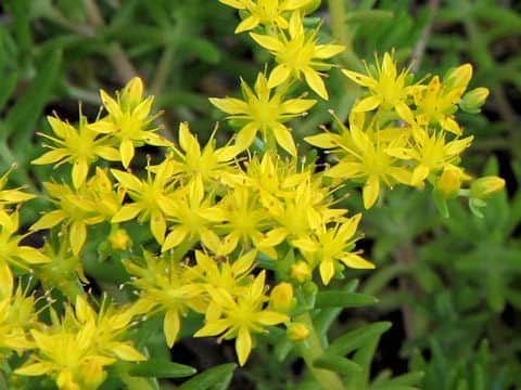Sedum mexicanum