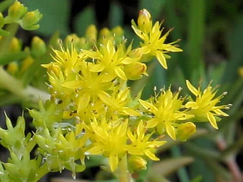 Sedum mexicanum