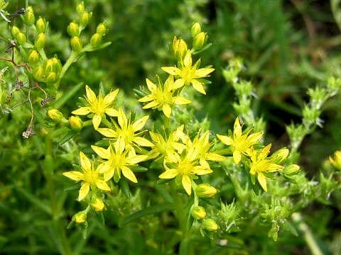 Sedum mexicanum