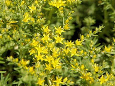 Sedum mexicanum