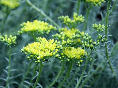 Sedum mexicanum